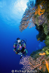 Diver and the wall at Palancar Gardens-Cozumel-Canon 5D 1... by Richard Goluch 